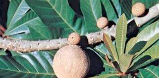 Como identificar e comer a fruta Sapote: um guia para variedades de chocolate e branco
